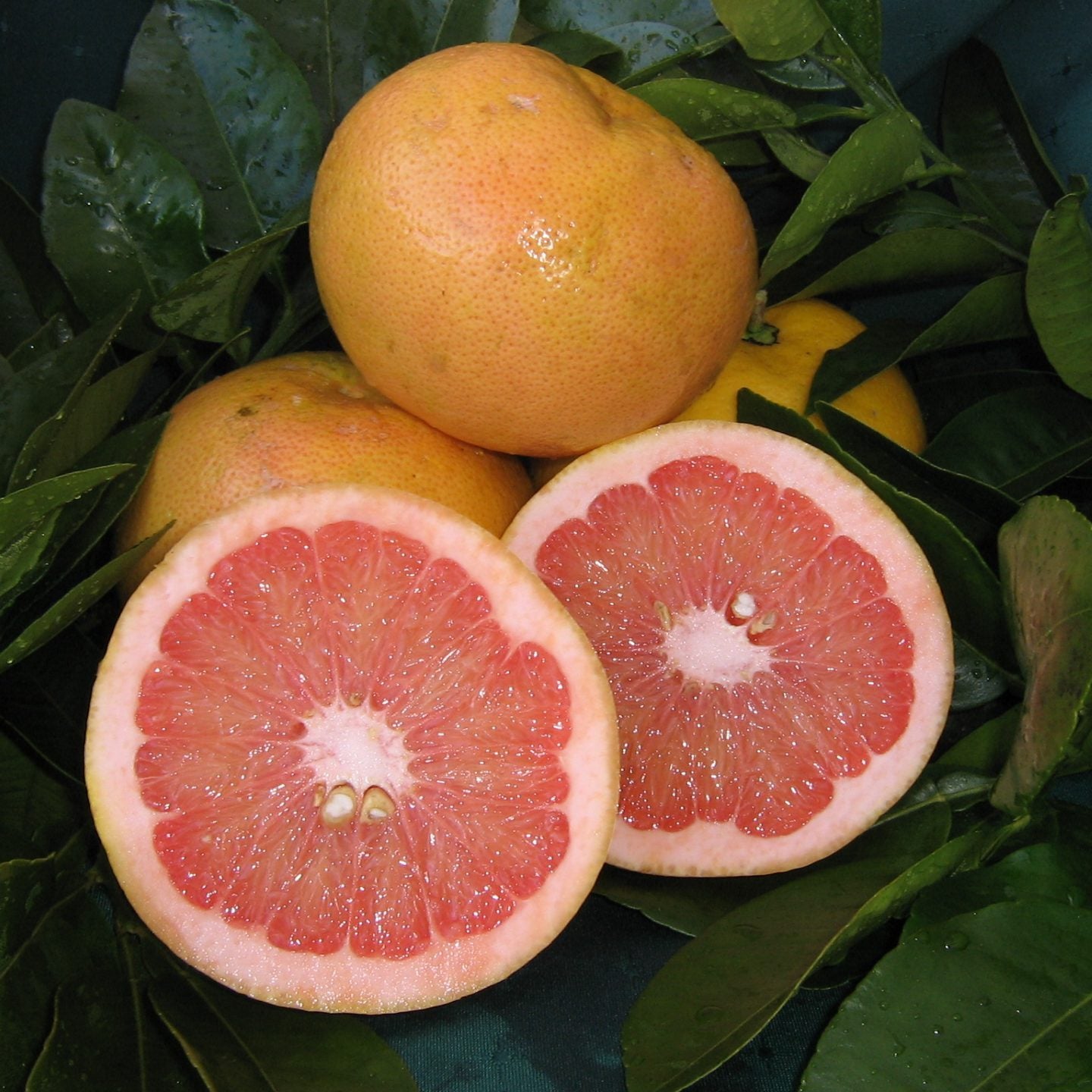Citrus paradisi (Rio Red Grapefruit Dwarf)