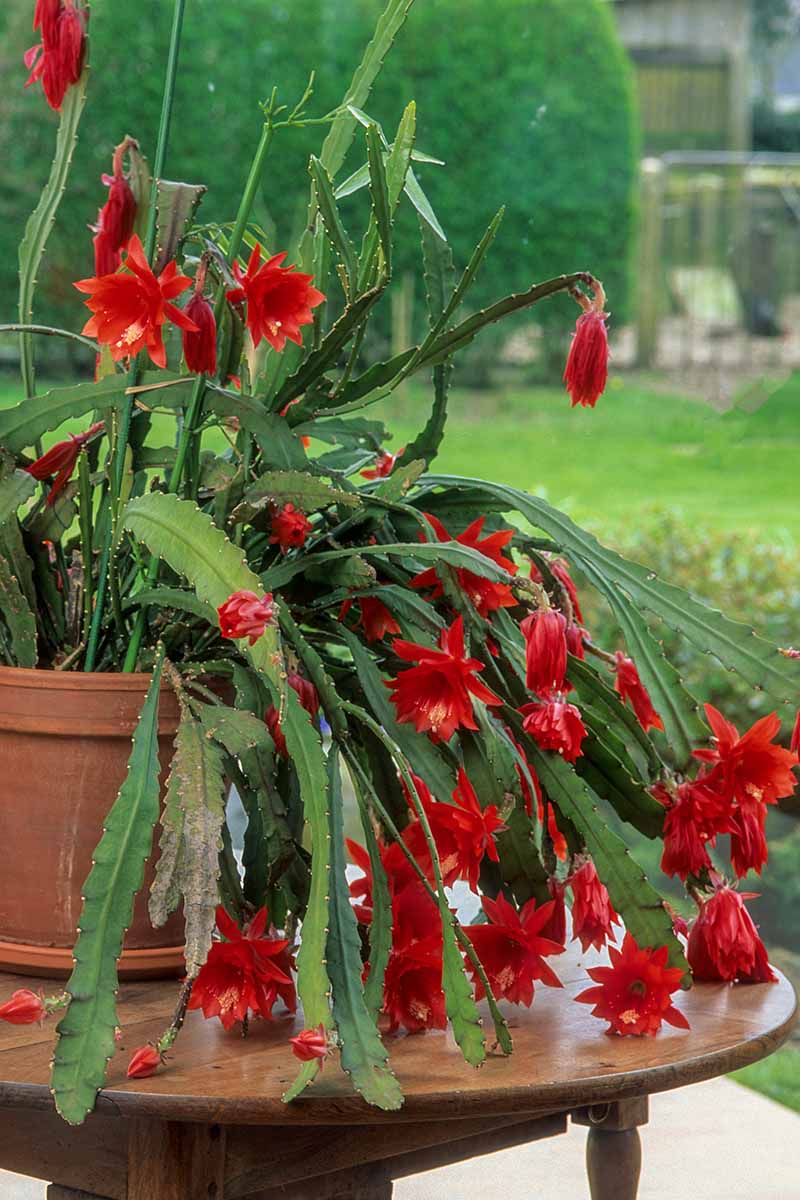 Epiphyllum Spp. (Assorted Jungle Cactus)