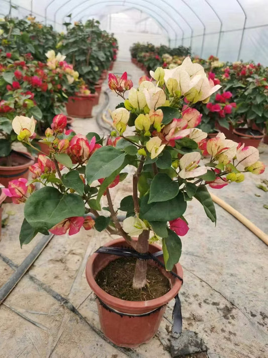 Bougainvillea Glabra (Bougainvillea Standard)