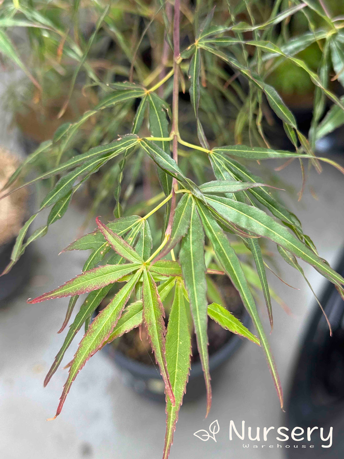Acer Palmatum 'Red Pygmy' (Japanese Maple Red Pygmy)