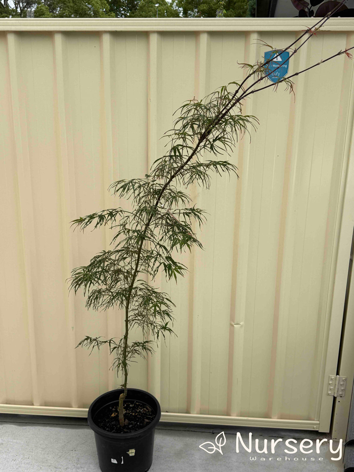 Acer Palmatum 'Red Pygmy' (Japanese Maple Red Pygmy)