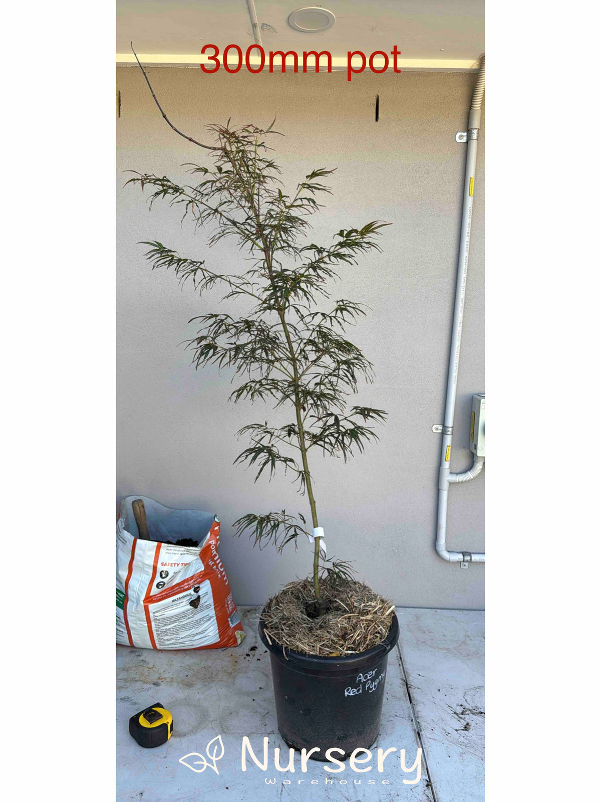 Acer Palmatum 'Red Pygmy' (Japanese Maple Red Pygmy)