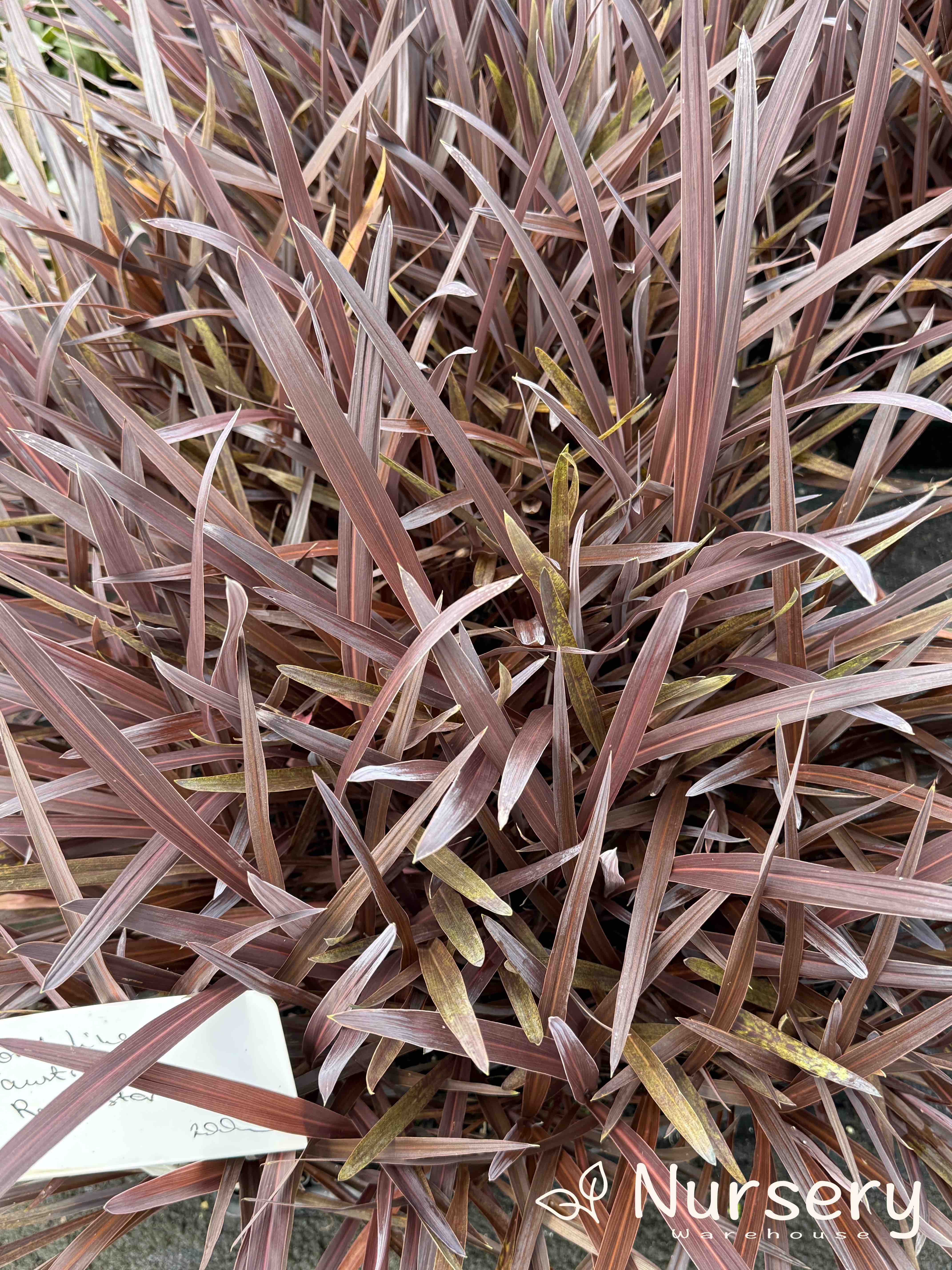 Cordyline australis ‘Red Star’ (tube stock)