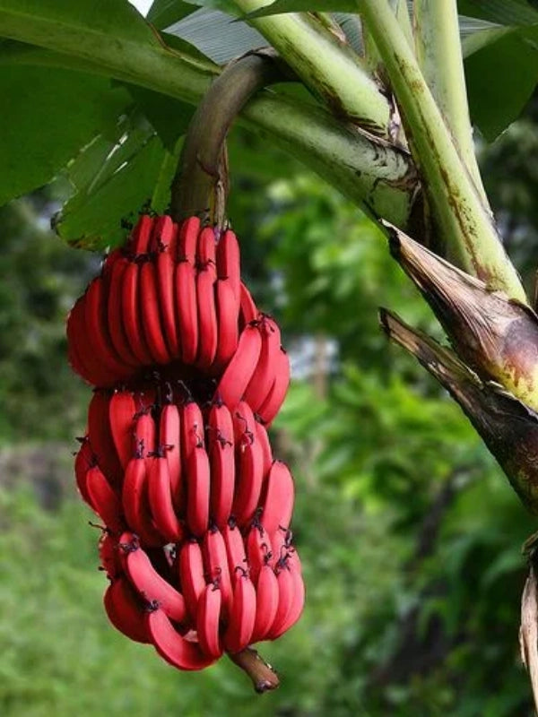 Musa acuminata ‘Red Dacca’ (Red Dacca Banana)