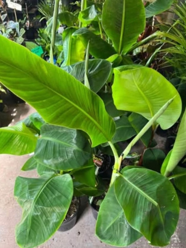 Musa acuminata ‘Red Dacca’ (Red Dacca Banana)