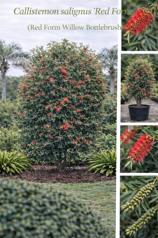 Callistemon Salignus ‘Red Form’ (Red Form Willow Bottlebrush)