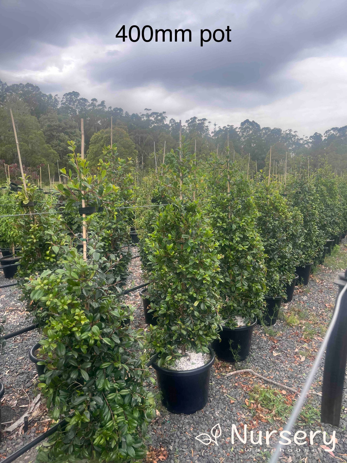 Syzygium Resilience (Lilly Pilly Resilience)