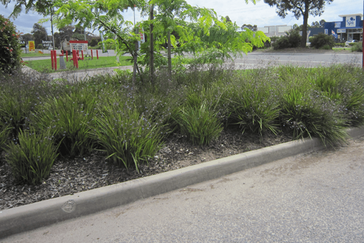 Dianella revoluta (DRG04) ‘REVELATION®’ (Flax Lily)