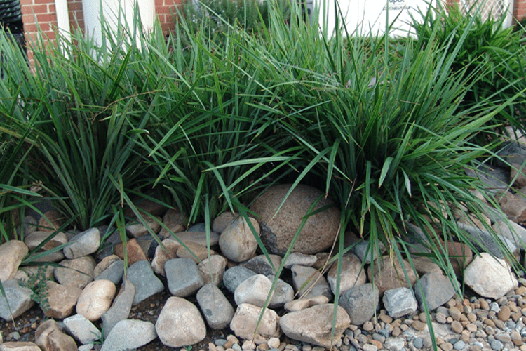 Dianella revoluta (DRG04) ‘REVELATION®’ (Flax Lily)