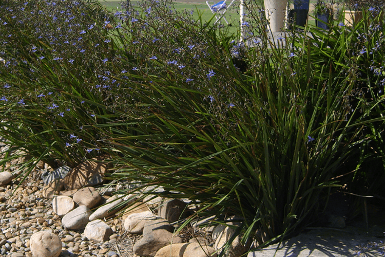 Dianella revoluta (DRG04) ‘REVELATION®’ (Flax Lily)