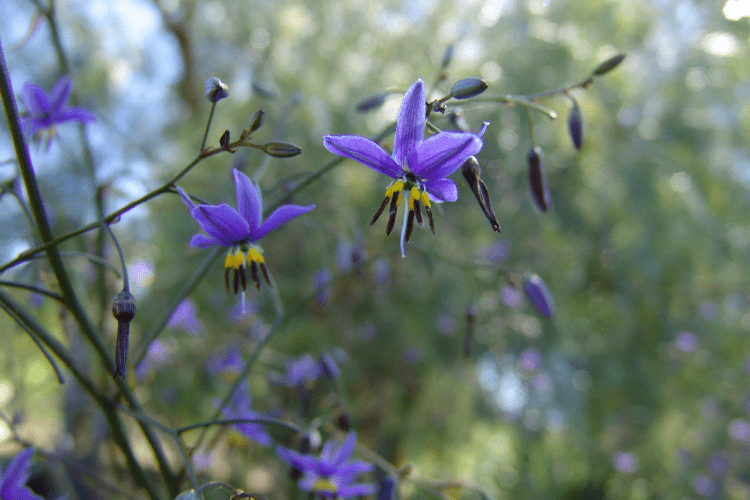 Dianella revoluta (DRG04) ‘REVELATION®’ (Flax Lily)