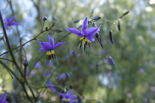 Dianella revoluta (DRG04) ‘REVELATION®’ (Flax Lily)