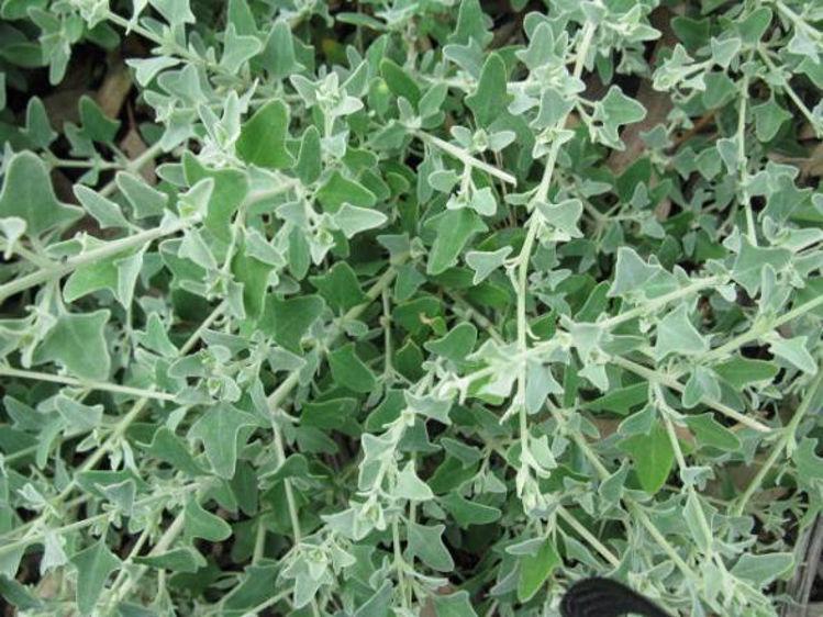 Rhagodia Spinescens ‘Silver Border’ (Silver Border Creeping Saltbush)