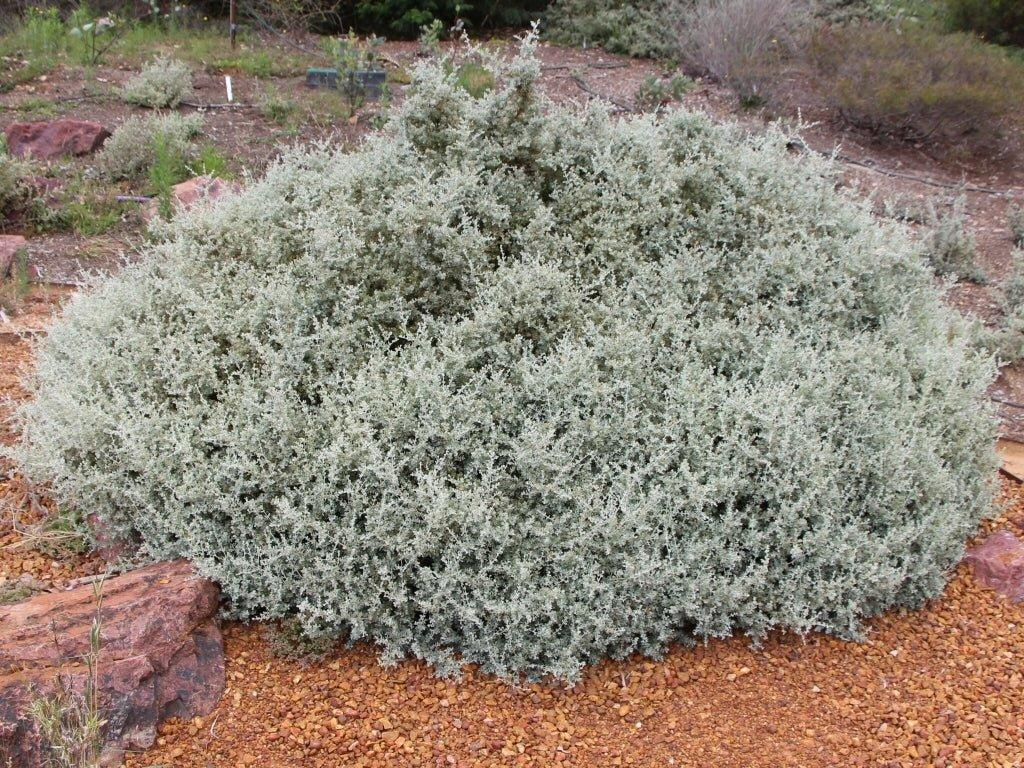 Rhagodia Spinescens ‘Silver Border’ (Silver Border Creeping Saltbush)