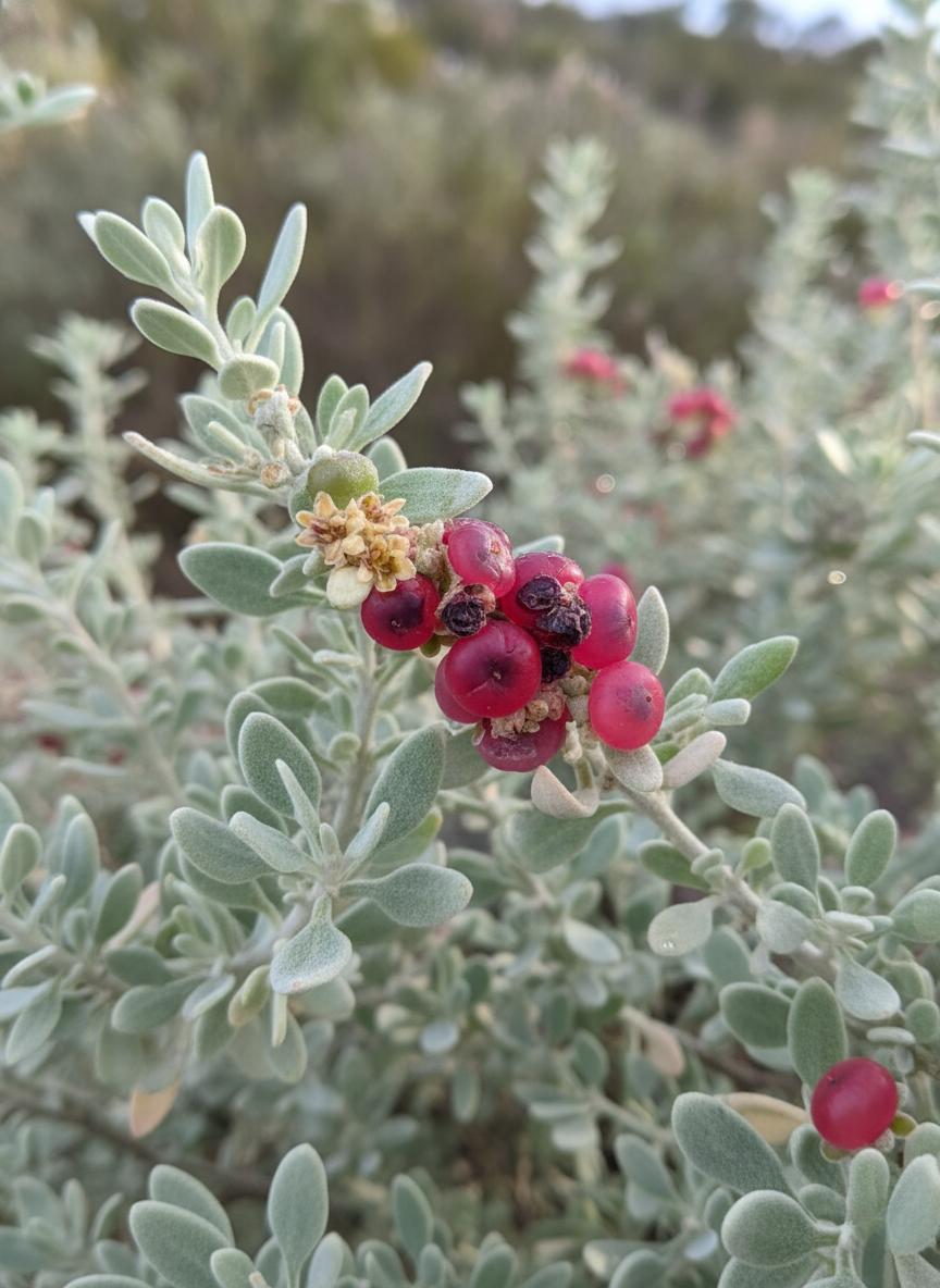 Rhagodia Spinescens ‘Silver Border’ (Silver Border Creeping Saltbush)