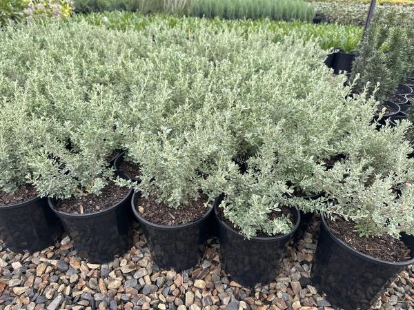 Rhagodia Spinescens ‘Silver Border’ (Silver Border Creeping Saltbush)