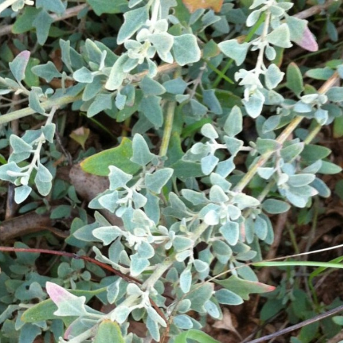 Rhagodia Spinescens (Spiny Saltbush / Creeping Saltbush)