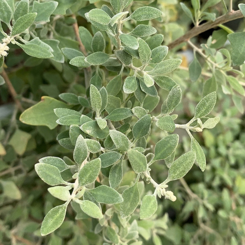 Rhagodia Spinescens (Spiny Saltbush / Creeping Saltbush)