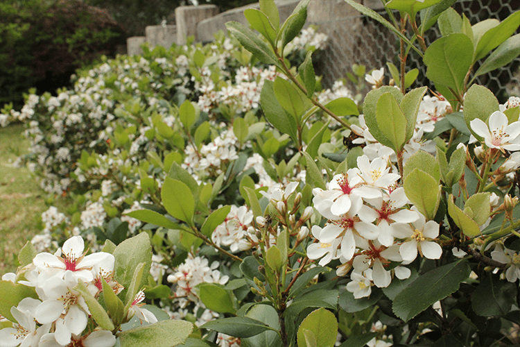 Rhaphiolepis indica ‘Cosmic White™’ – Hardy Evergreen Shrub