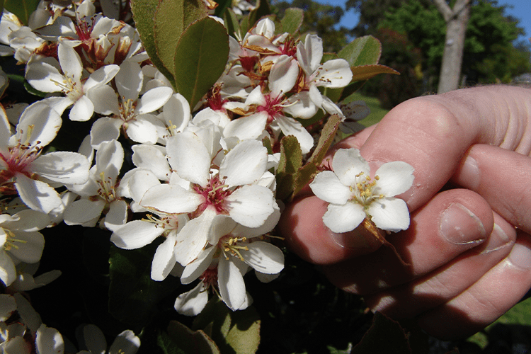 Rhaphiolepis indica ‘Cosmic White™’ – Hardy Evergreen Shrub