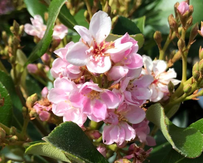 Rhaphiolepis indica ‘Springtime’ – Evergreen Flowering Shrub