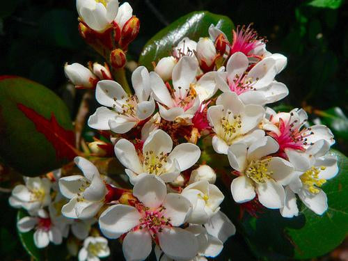 Rhaphiolepis indica Alba (Alba Indian Hawthorn)