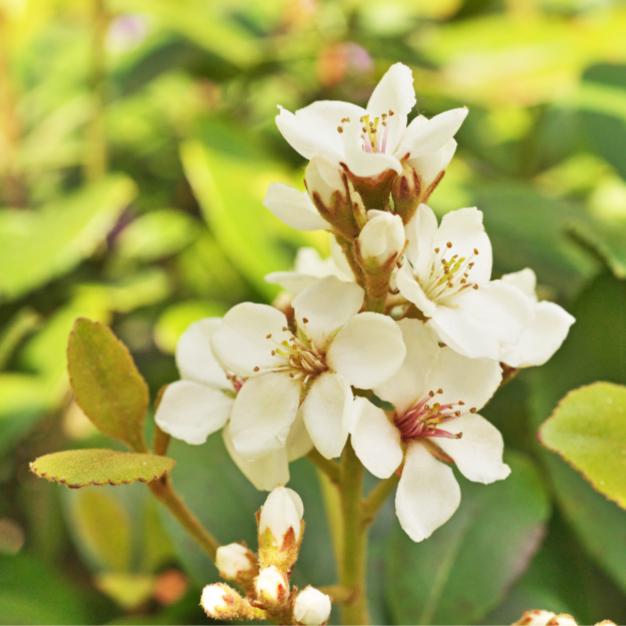 Rhaphiolepis Indica ‘Minikins’ (Minikins Indian Hawthorn)