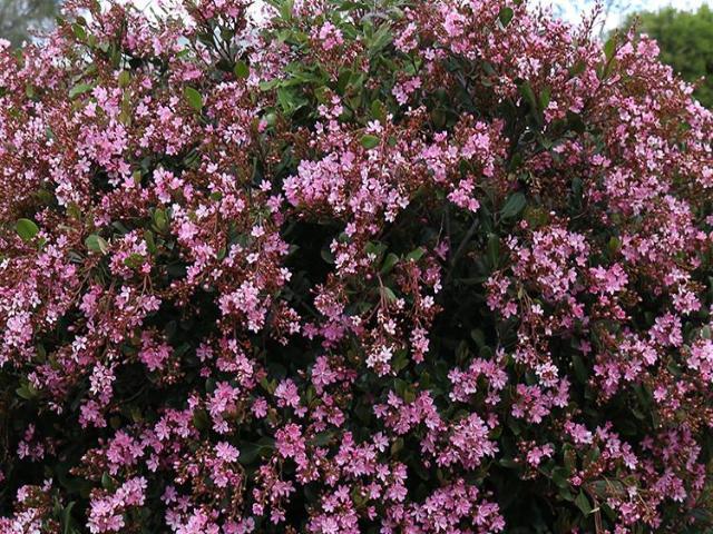 Rhaphiolepis Indica (RAPH02) COSMIC PINK