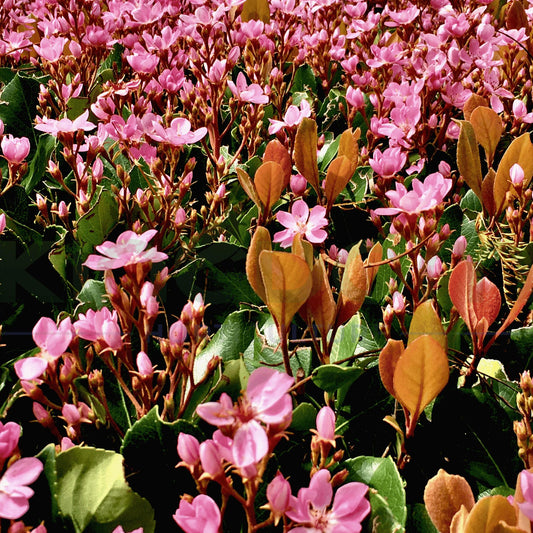 Rhaphiolepis Indica (RAPH02) COSMIC PINK