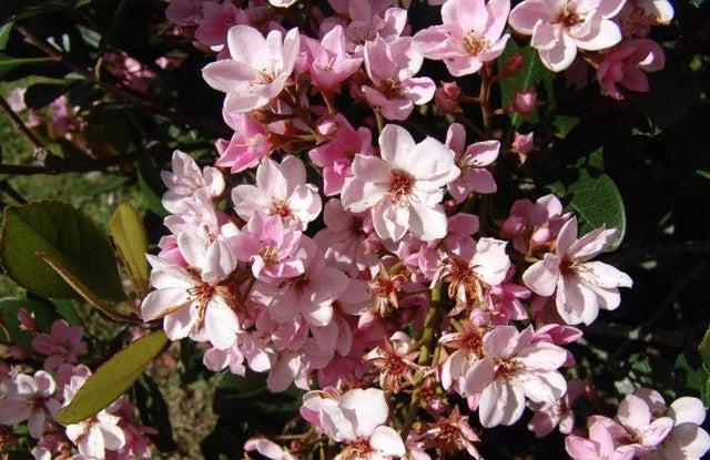 Rhaphiolepis Indica (RAPH02) COSMIC PINK