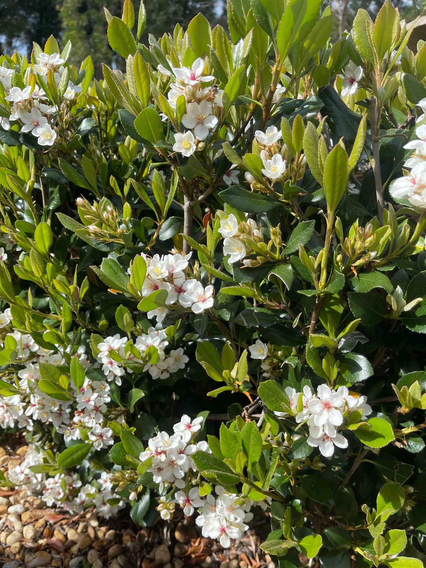 Rhaphiolepis Indica ‘Raja’ (Raja Indian Hawthorn)