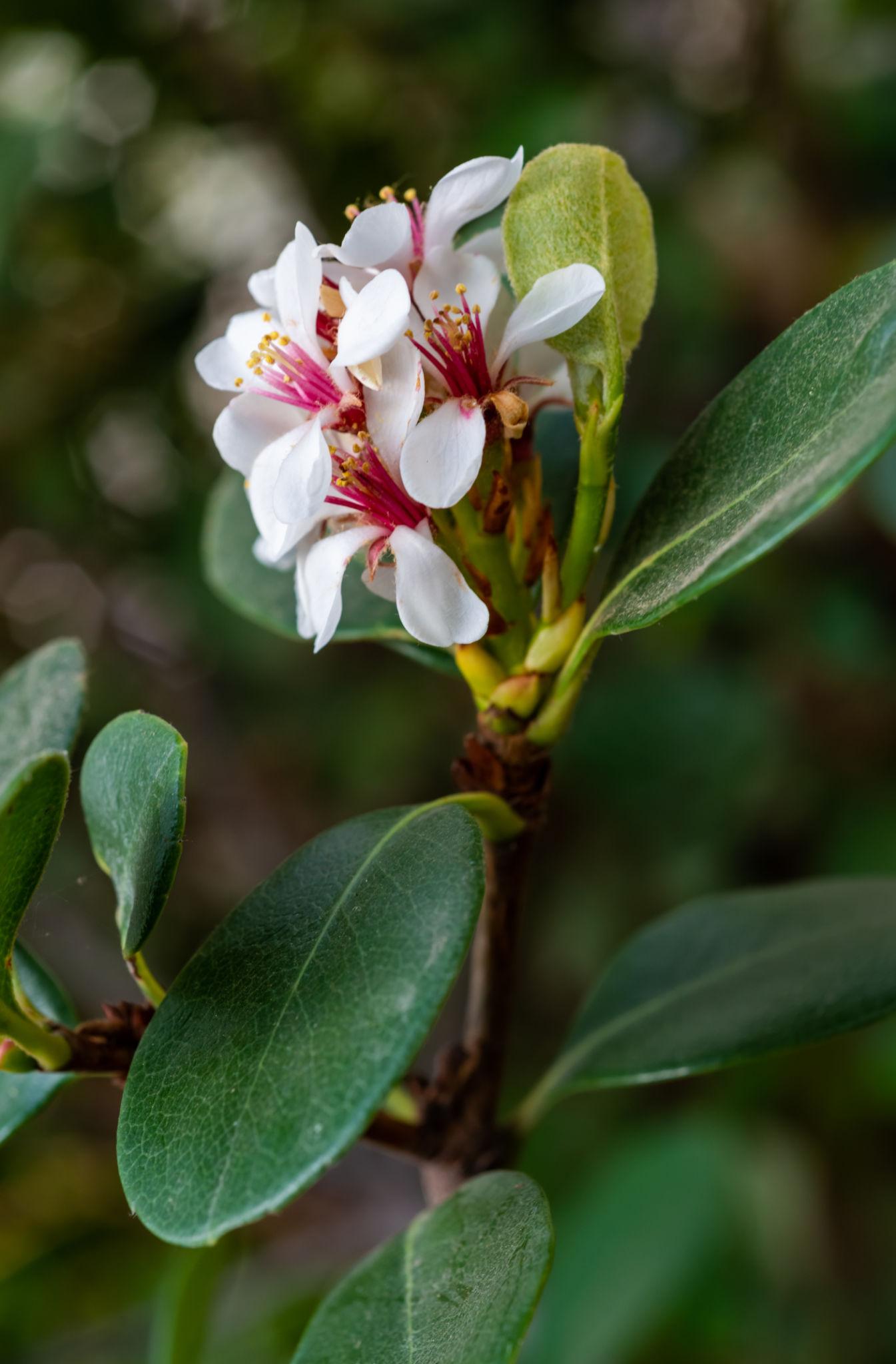 Rhaphiolepis Indica ‘Raja’ (Raja Indian Hawthorn)