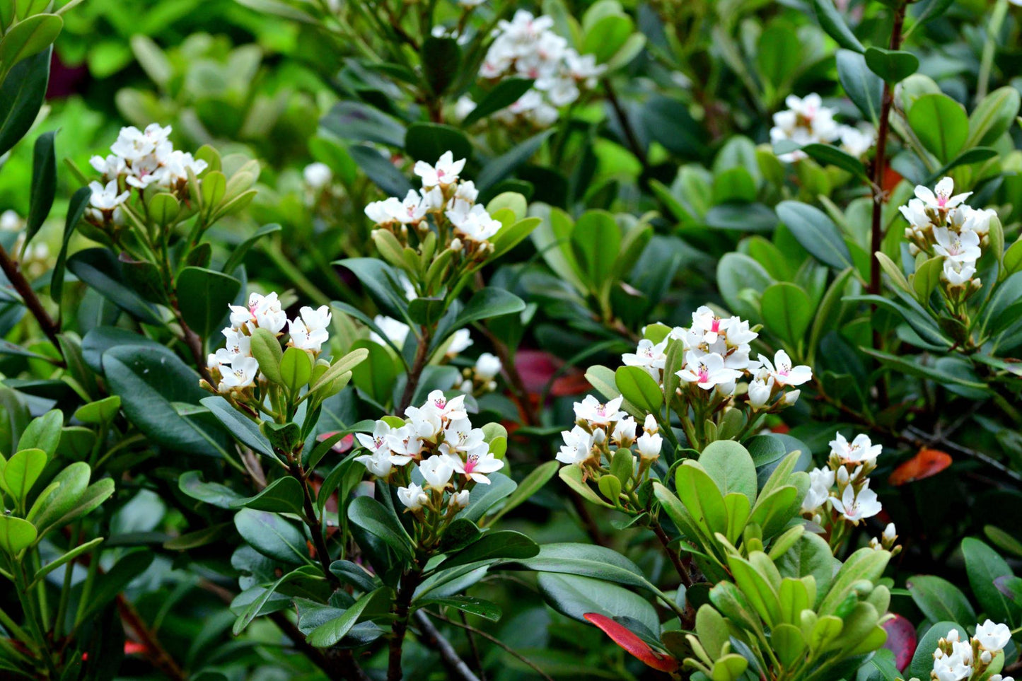 Rhaphiolepis Indica ‘Raja’ (Raja Indian Hawthorn)
