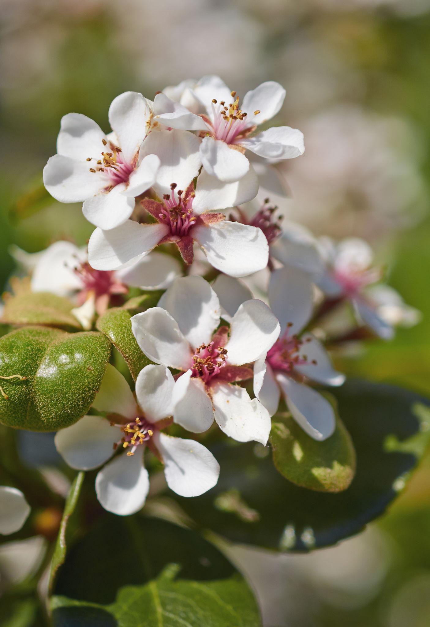 Rhaphiolepis Umbellata (Yedda Hawthorn)