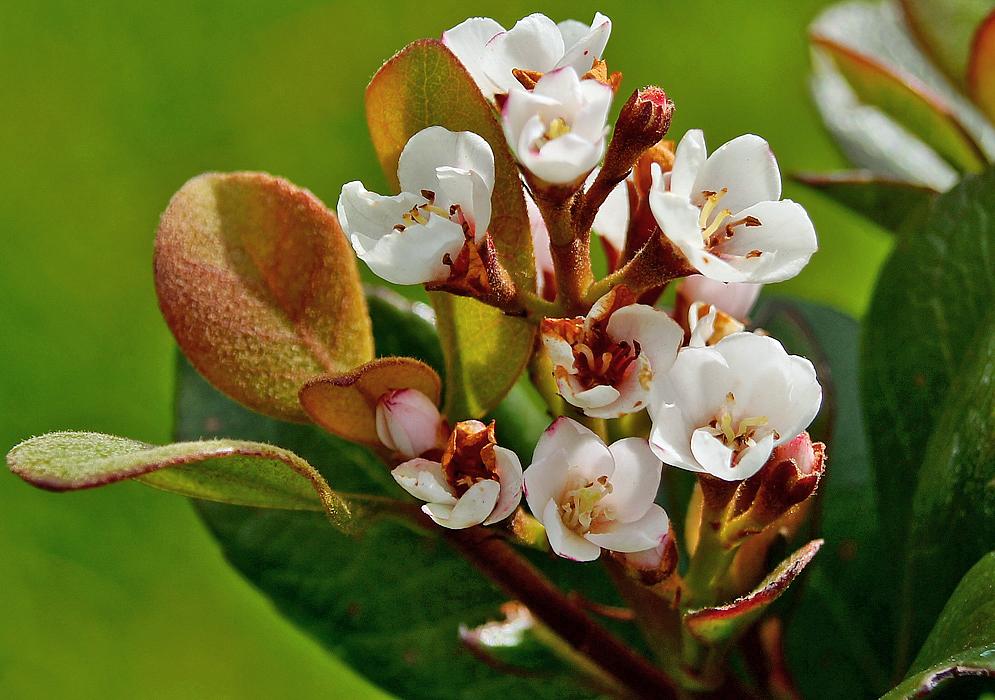 Rhaphiolepis Umbellata (Yedda Hawthorn)