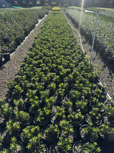 Rhaphiolepis Indica ‘Snow Maiden’ (Indian Hawthorn)
