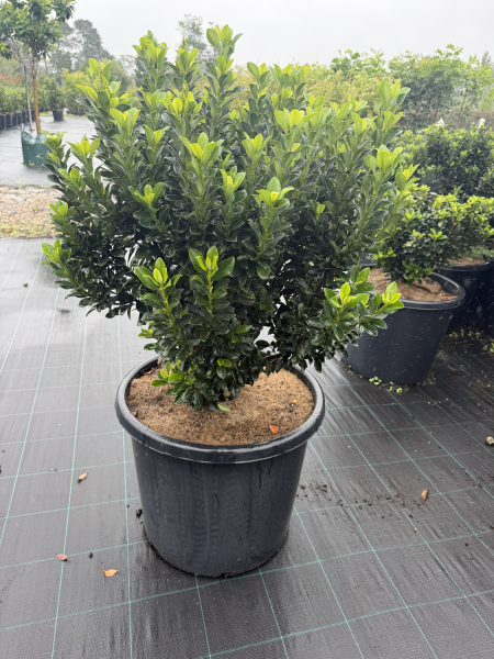 Rhaphiolepis Indica 'Snow Maiden'