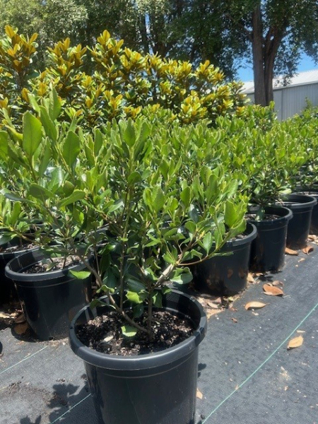 Rhaphiolepis × intermedia (Intermediate Indian Hawthorn)