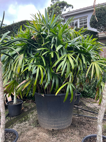 Rhapis Excelsa (Lady Palm)