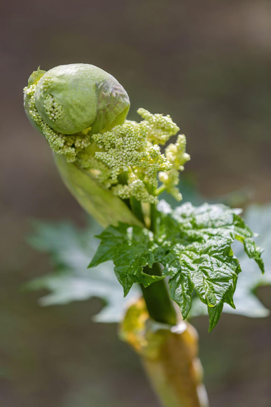 Rheum × Hybridum (Rhubarb)
