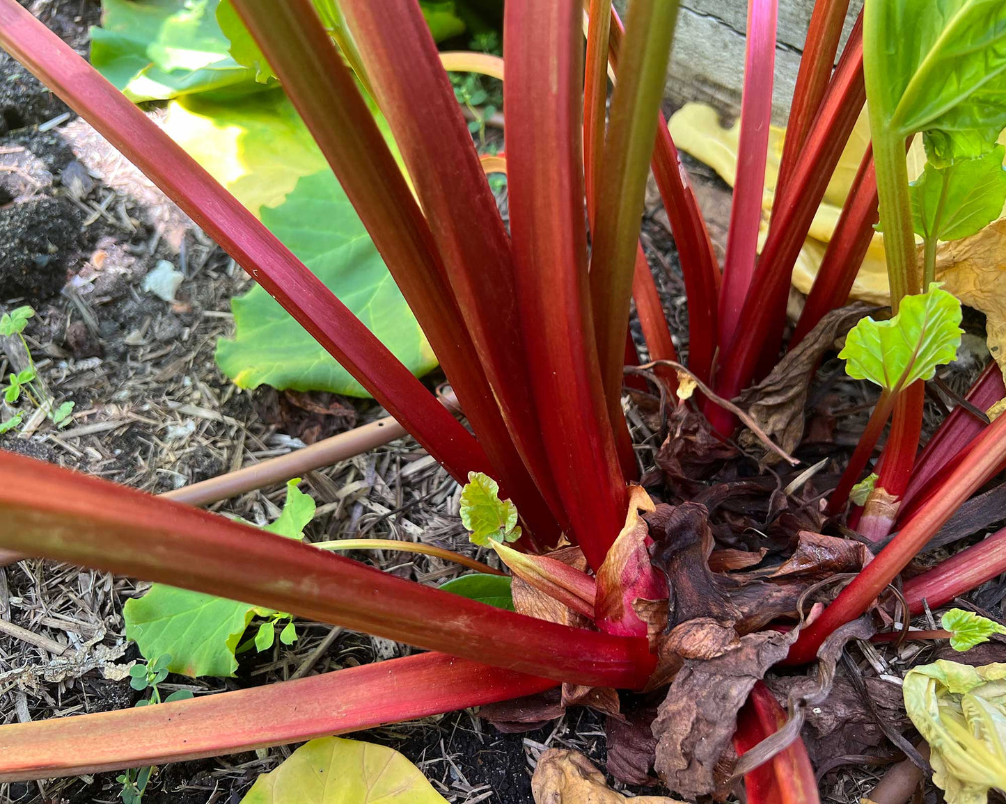 Rheum × Hybridum (Rhubarb)