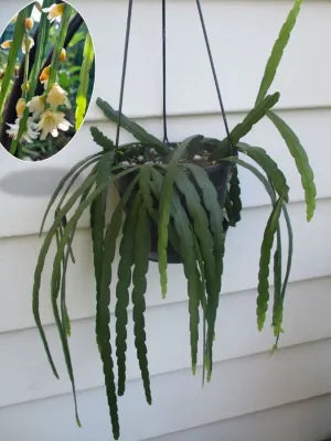 Rhipsalis Boliviana (Syn. Lepismium Bolivianum) (Bolivian Mistletoe Cactus Hanging Basket)