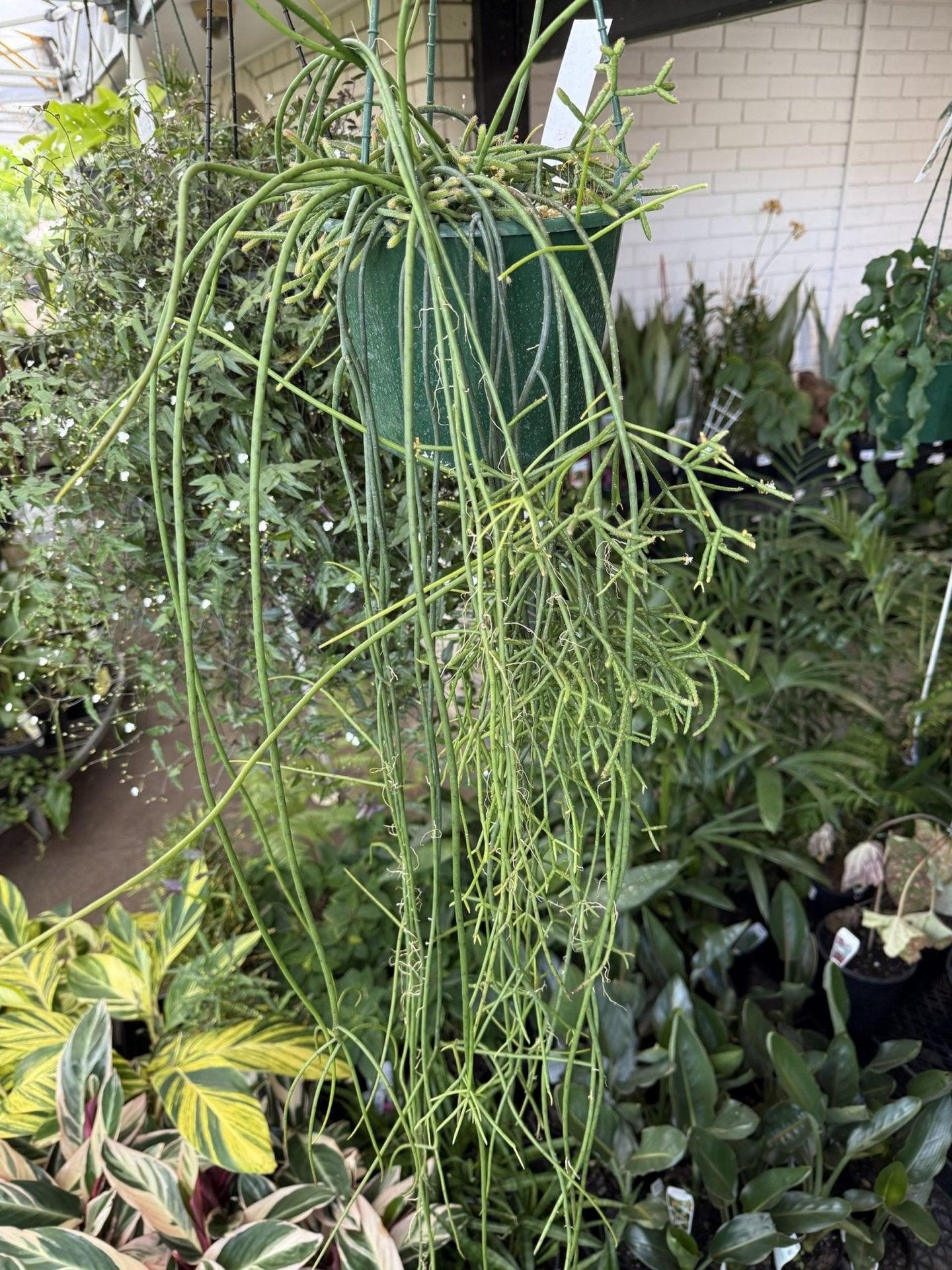 Rhipsalis Baccifera (Mistletoe Cactus) Hanging Basket