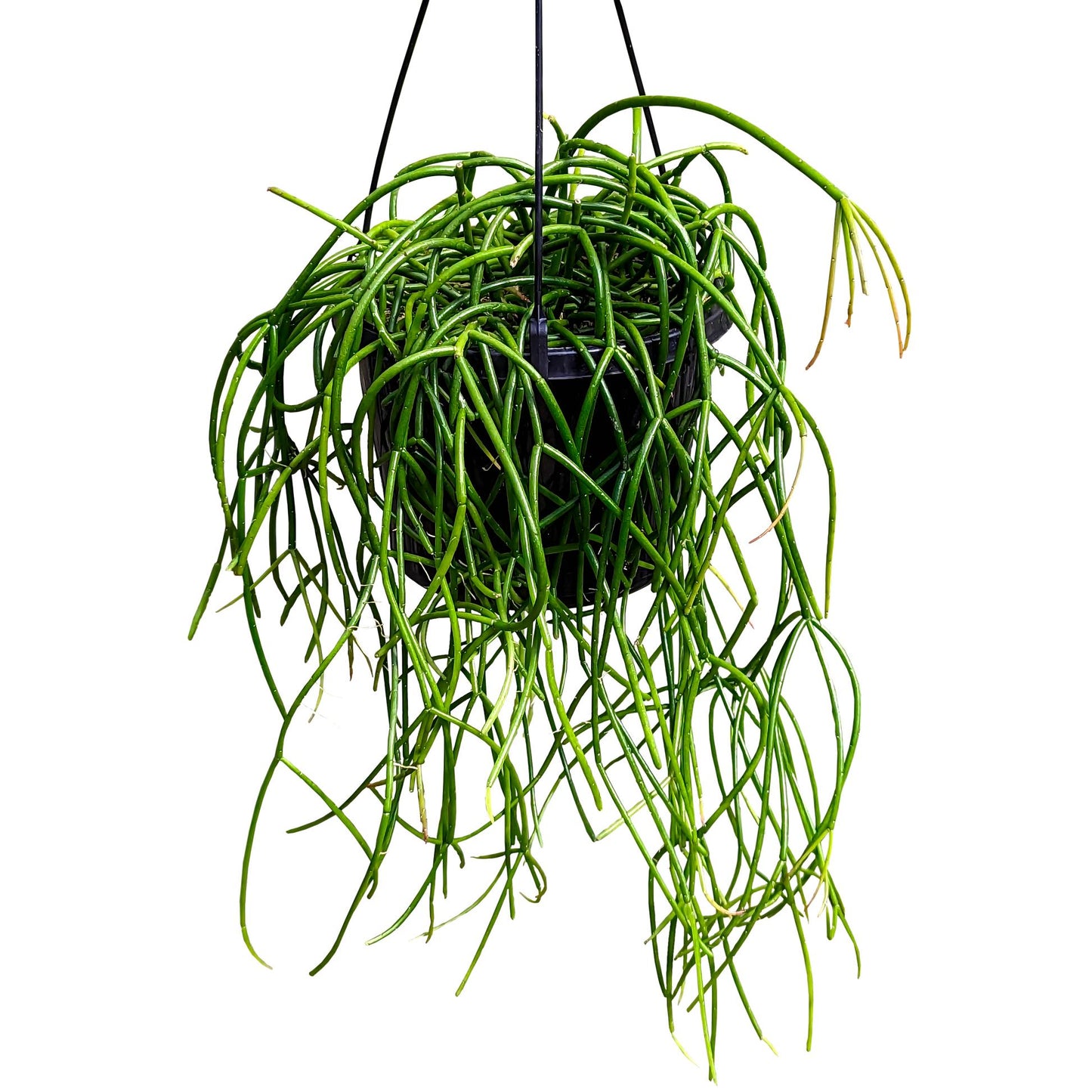 Rhipsalis Baccifera (Mistletoe Cactus) Hanging Basket