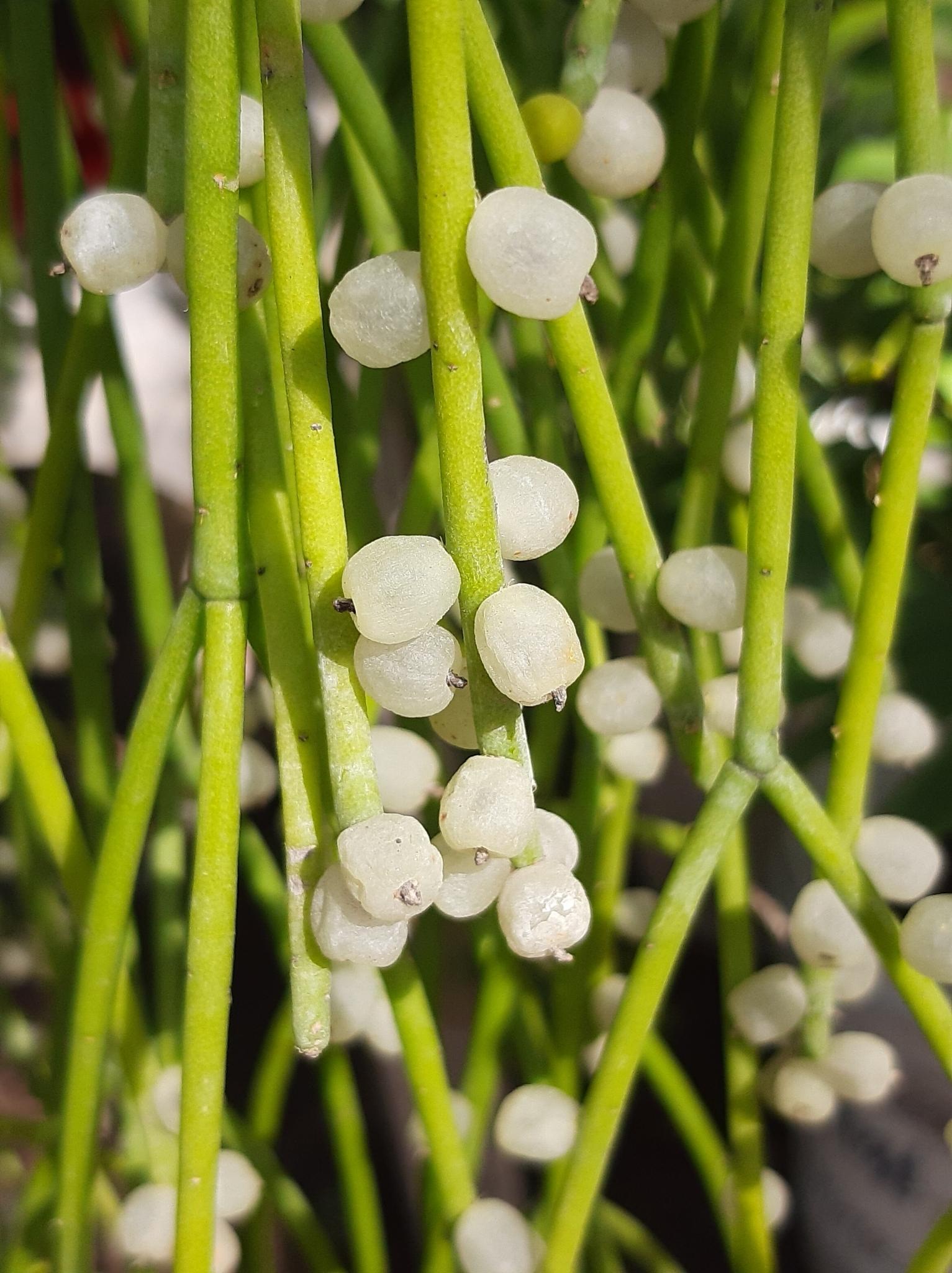 Rhipsalis Baccifera (Mistletoe Cactus) Hanging Basket