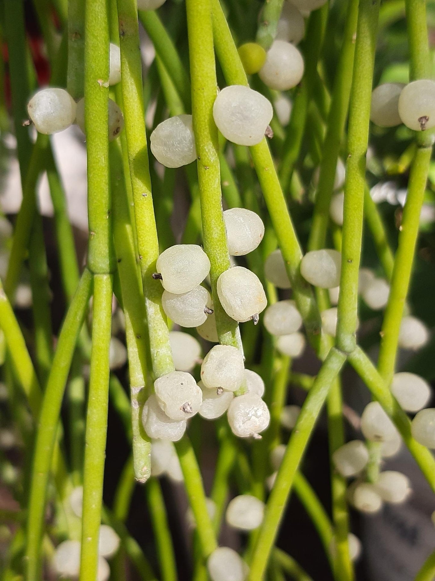 Rhipsalis Baccifera (Mistletoe Cactus) Hanging Basket