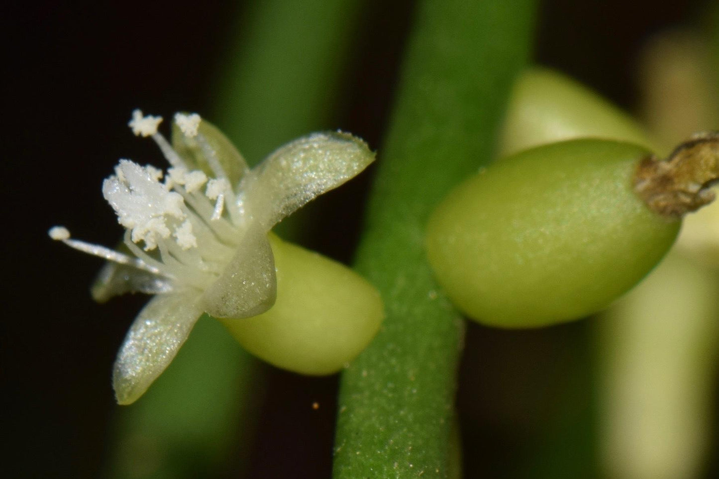 Rhipsalis Baccifera (Mistletoe Cactus) Hanging Basket