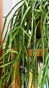 Rhipsalis Trigona (Triangular Mistletoe Cactus Hanging Basket)