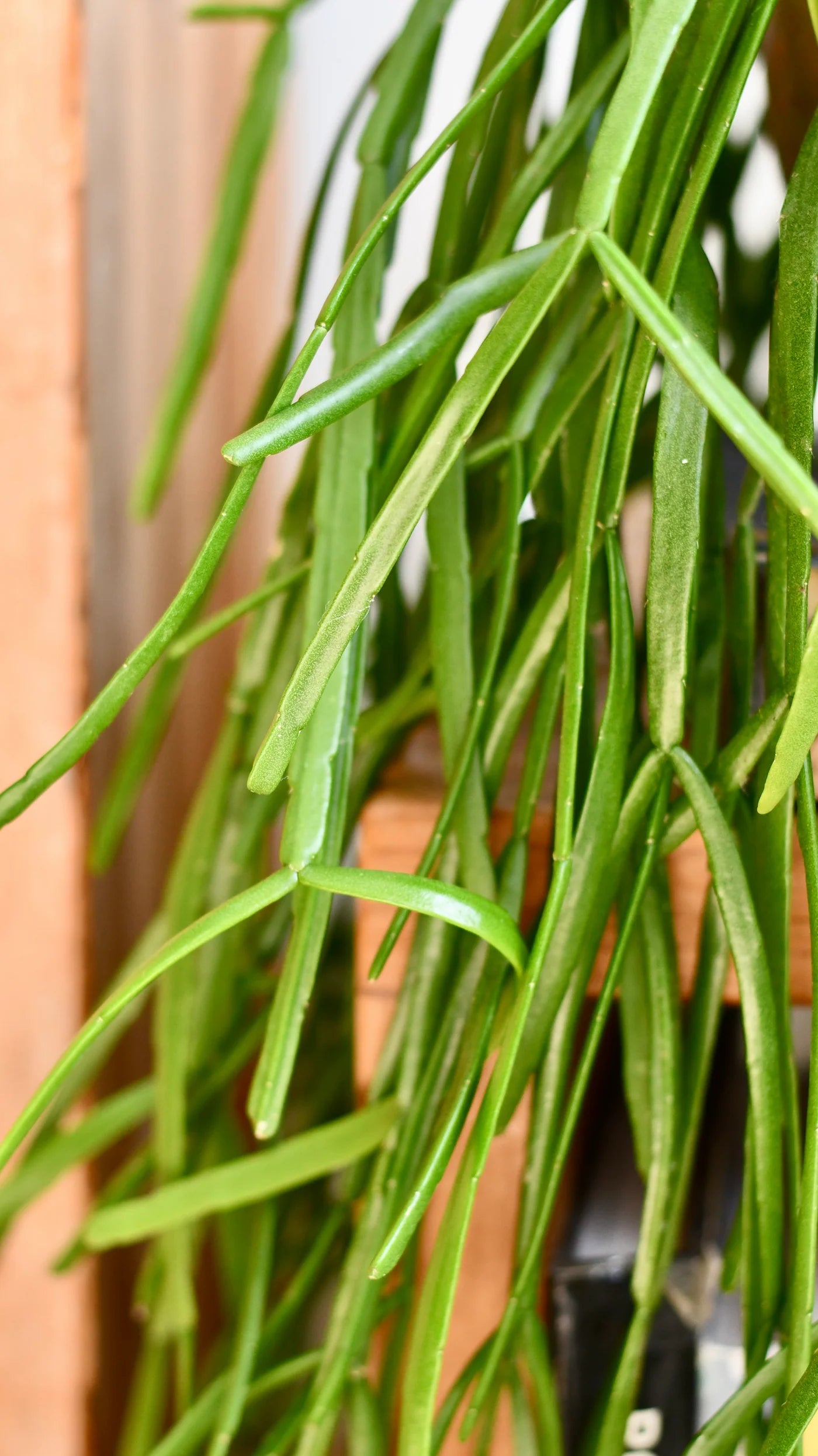 Rhipsalis Trigona (Triangular Mistletoe Cactus Hanging Basket)