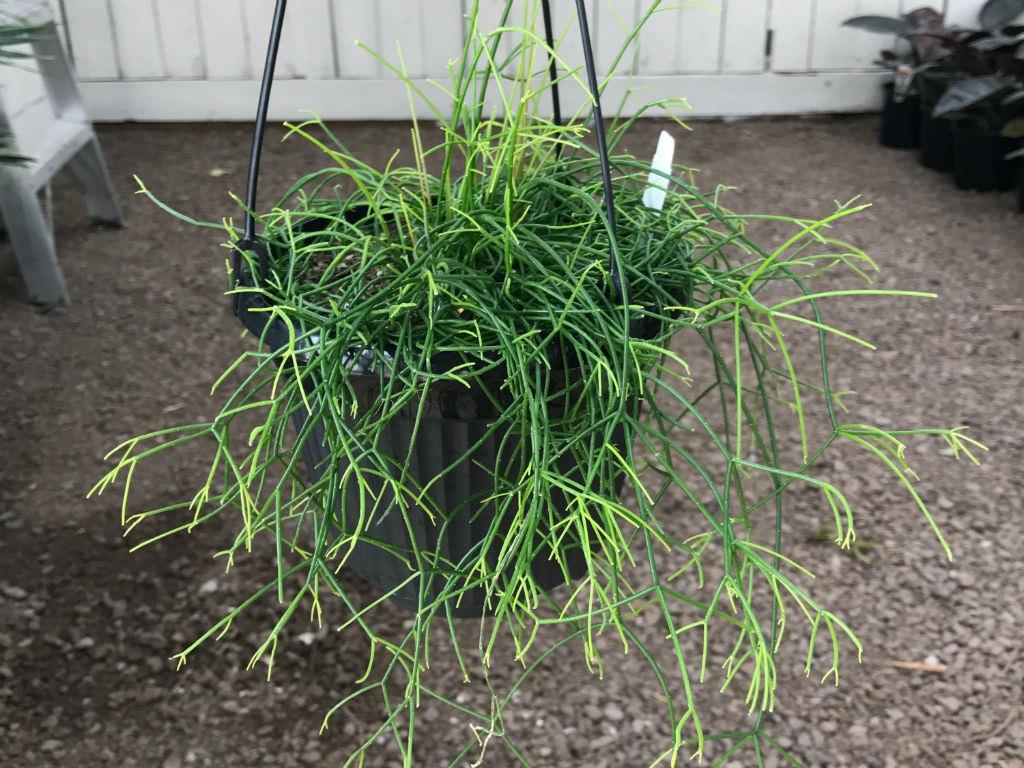 Rhipsalis Campos-Portoana (Mistletoe Cactus) Hanging Basket
